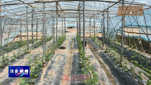 信宜這個鄉鎮大發展 公司 農戶 合作社......目前正值春耕 在信宜市貴子鎮函口村田間,瓜農們正在對該鎮的特色農產品苦瓜進行培育,苦瓜苗蔓長勢喜人 在貴子鎮函口村苦瓜種植基地里