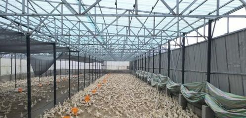 樺南:100萬只雛鵝助力產業&ldquo;振翅高飛&rdquo;