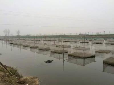 探訪湖北仙桃最大的黃鱔養殖基地:明年將對外銷售種苗| 漁行家發現之旅&middot;湖北