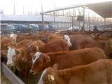 文縣肉牛養殖場,文縣肉牛養殖場價格,文縣肉牛養殖場廠家-中科商務網-山東金祥牧業養殖場