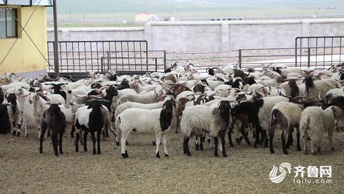 聊城人在青海 草原上建起藏羊規模養殖基地 小羊長更快,牧民更省心