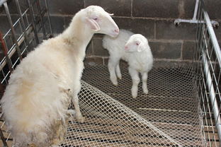 甘肅胡羊養殖場批發價格多少錢一只 包教養殖