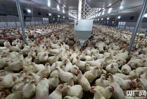 江西安源 抓住 雞 遇 做 大文章