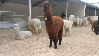 【江蘇羊駝養殖基地出售羊駝價格怎么樣】-