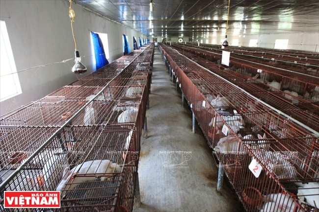 優質土雞養殖基地&mdash;&mdash;社崗基地