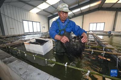 春季水產養殖"育苗忙"
