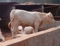 商丘種牛養殖場 南京種牛價格 肉牛犢養殖 南京肉牛