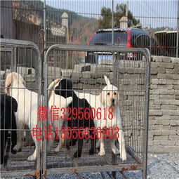 長壽哪里有賣拉布拉多精品拉布拉多賽級品質賽級拉布拉多拉布拉多犬養殖基地