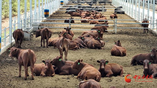 靈臺 科技賦能春耕 產業帶動振興