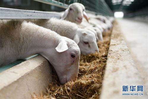 新疆尉犁縣 打造標準化養殖基地 激活脫貧致富新引擎