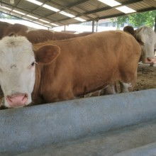 2019改良牛養殖價格 報價 改良牛養殖批發 第5頁 養殖網