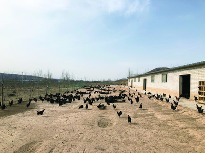 寧夏固原薛莊村民當股東 帶出新氣象