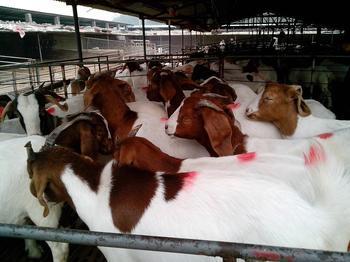 波爾山羊養殖場 山東畜牧局指定的波爾山羊繁殖基地-特色農產品-貿易頻道-松際農網