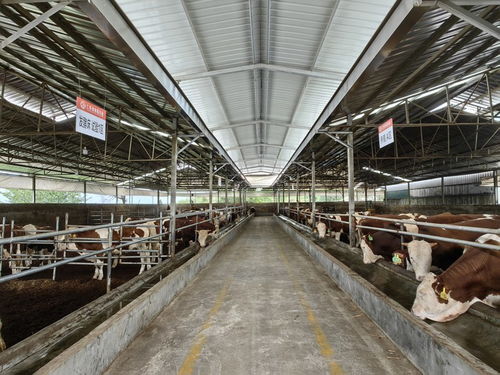 仁懷 培育壯大牛產業 拓寬群眾致富路