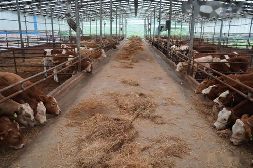 貴州岑鞏 黨帶群 金鑰匙 打開鄉村振興 致富門