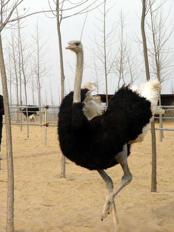 張掖成年觀賞鴕鳥養殖基地