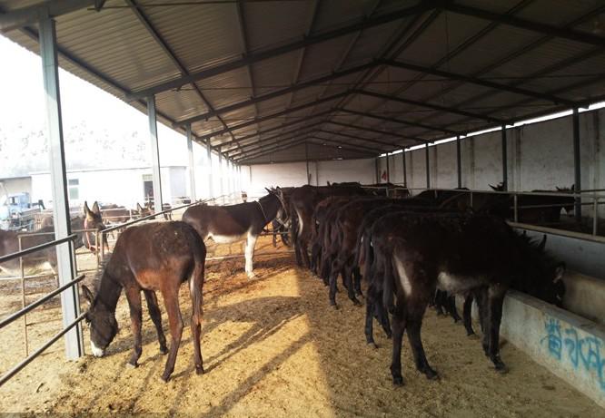 驢肉養(yǎng)殖基地