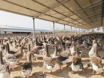 "藏"在長三角的世界美食