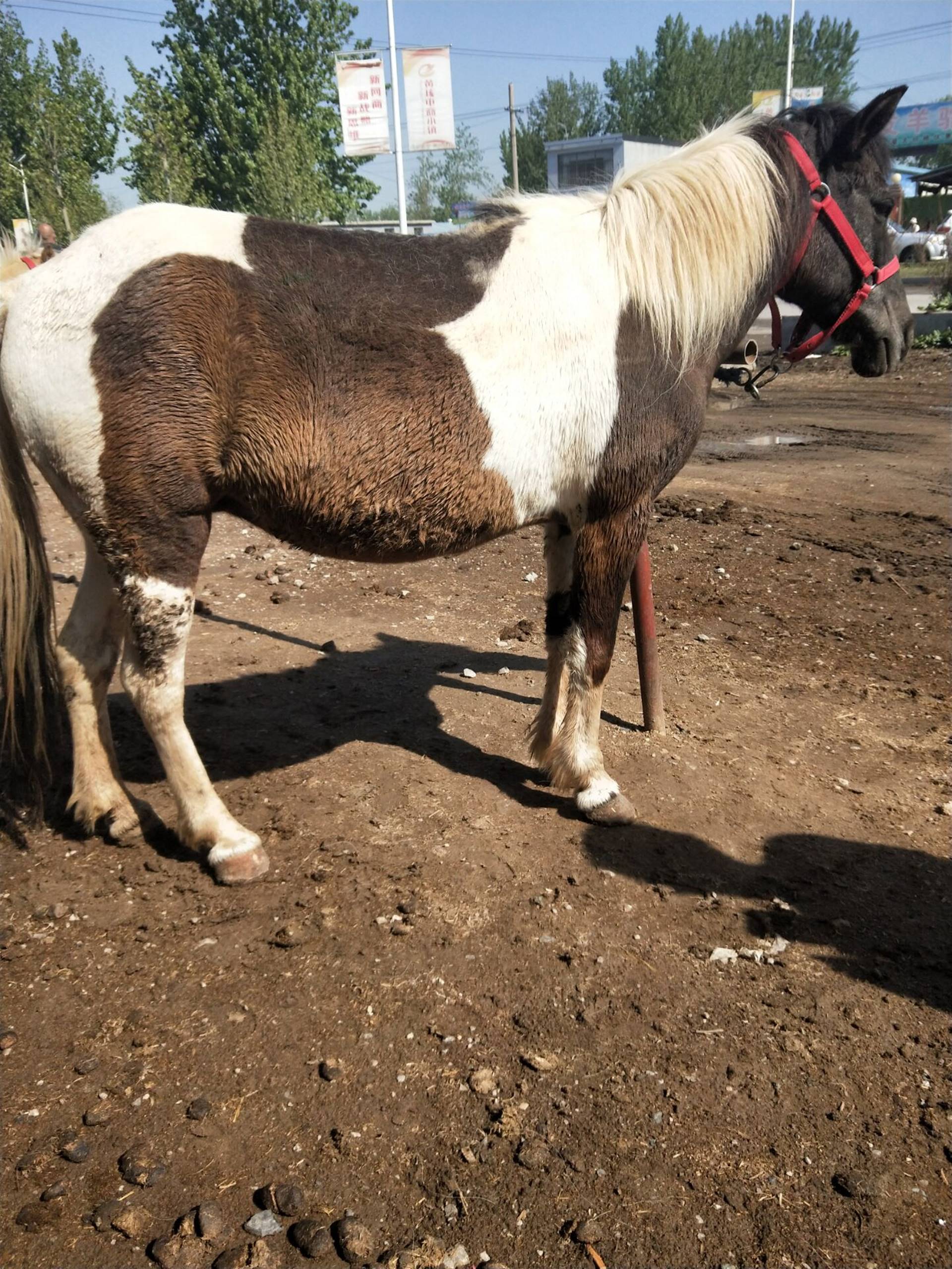 今年德保矮馬價格多少錢一只 乘騎馬價格 養(yǎng)殖基地
