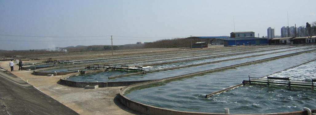 福清新大澤公司位于海南儋州的螺旋藻養(yǎng)殖基地(跑道池)