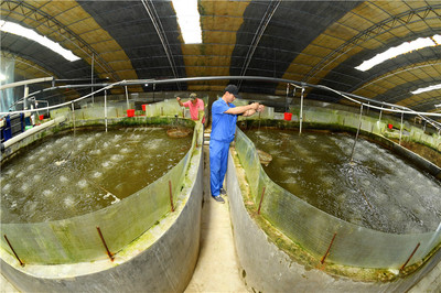 樂亭:發(fā)展海產(chǎn)品養(yǎng)殖產(chǎn)業(yè)