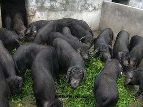 陜西辰爍黑豬養(yǎng)殖獲得全國首家優(yōu)質(zhì)生態(tài)養(yǎng)殖示范基地