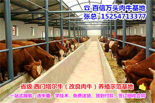 南寧市隆安縣養(yǎng)牛效益s