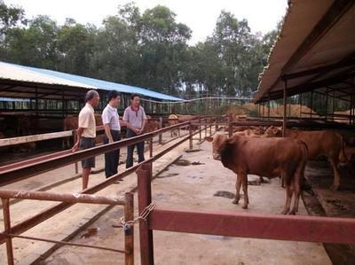 【小魯西黃牛多少錢|牛羊養(yǎng)殖基地】價格,廠家,牛-搜了網(wǎng)