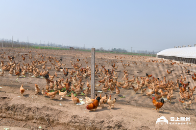 荊州區(qū):“種養(yǎng)結(jié)合”玩轉(zhuǎn)生態(tài)農(nóng)業(yè)