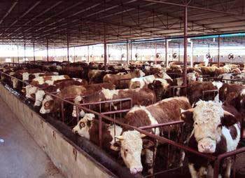 黃岡肉牛養(yǎng)殖基地-特色農(nóng)產(chǎn)品-貿(mào)易頻道-松際農(nóng)網(wǎng)