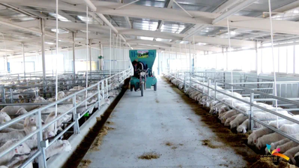 岳普湖縣:肉羊良種繁育體系建設(shè)開啟加速度