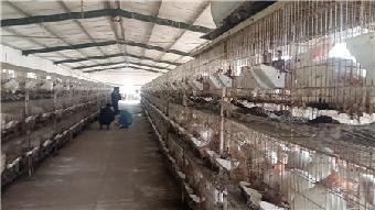 遼寧沈陽雜交野兔養殖基地,法庫那里有養雜交野兔的_志趣網