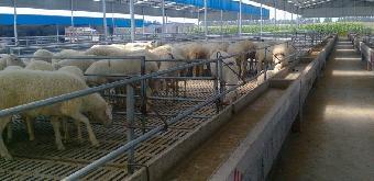 山東十大養殖基地龍頭振翔牧業_志趣網