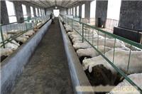 專業養殖優質純種羊基地_專業養殖優質純種羊基地高清大圖_專業養殖優質純種羊基地高清圖片_一比多產品庫