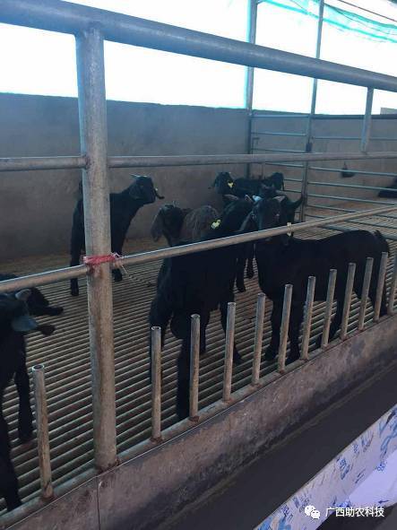 現代生態養殖案例 桂林市臨桂區會仙鎮九頭山起勝種羊養殖基地運用廣西助農公司 微生物 模式輕松過5星級生態養殖認證