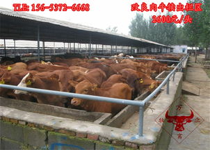 山東萬畜牧業養殖部