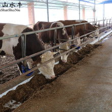 廣西山水牛畜牧業有限責任公司