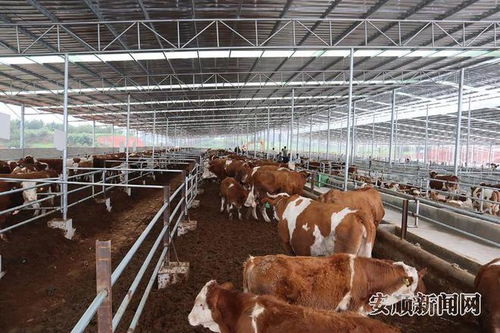 安順 用活 28安心養 模式 推動肉牛產業擴群增量