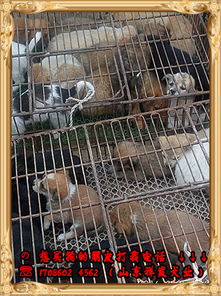 鐵山區肉狗養殖基地養殖場