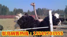 百泰牛羊珍禽特種養殖基地