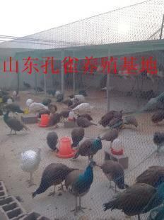 三門峽孔雀養殖場在哪啊_農副產品_世界工廠網