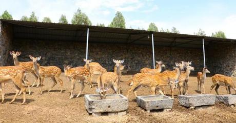 山東臨沂:梅花鹿養殖 走出致富路