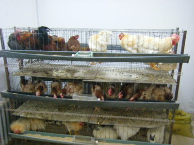 滿洲里桂蘭活雞店