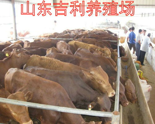 【農(nóng)民養(yǎng)殖肉牛一年能賺多少錢】- 