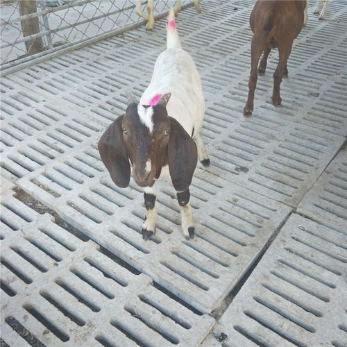 【波爾山羊價格純種波爾山羊養殖場羊羔價格種羊養殖場品種齊全】-