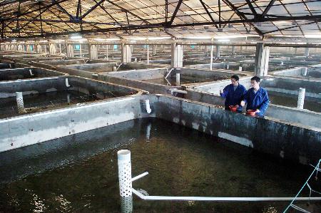 圖文:天津建成全國(guó)最大全封閉內(nèi)循環(huán)水產(chǎn)品養(yǎng)殖基地_新聞中心_新浪網(wǎng)