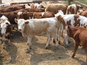 西寧夏洛萊牛小牛價(jià)格夏洛萊牛的價(jià)格