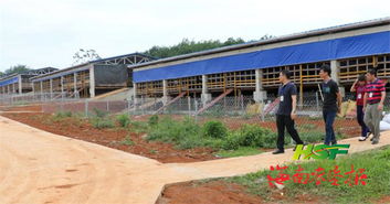 東昌公司投資602萬元打造黑山羊養(yǎng)殖基地