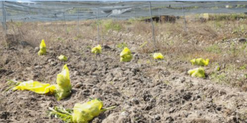 東興200畝魔芋基地迎來大豐收