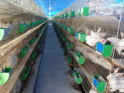 鳳崗街道:組隊(duì)赴龍巖學(xué)習(xí)考察肉兔繁育養(yǎng)殖基地